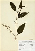 藏品(日本商陸)的圖片